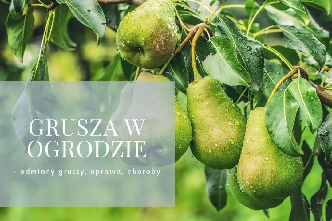 Jaka grusza do ogrodu? 7 najlepszych odmian - cechy i porady