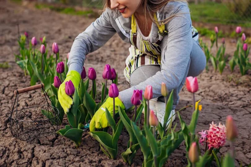 Jak sadzić tulipany w ogrodzie, aby cieszyć się pięknymi kwiatami?