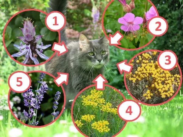 Jakiego zapachu nie lubią koty w ogrodzie? 10 skutecznych metod odstraszania