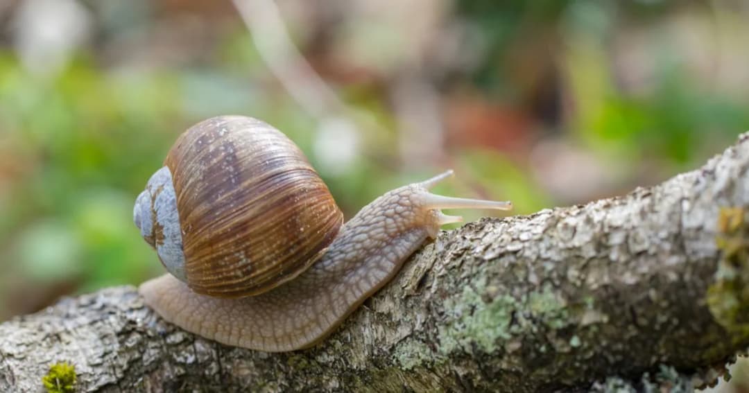 10 skutecznych domowych sposobów na pozbycie się ślimaków z ogrodu