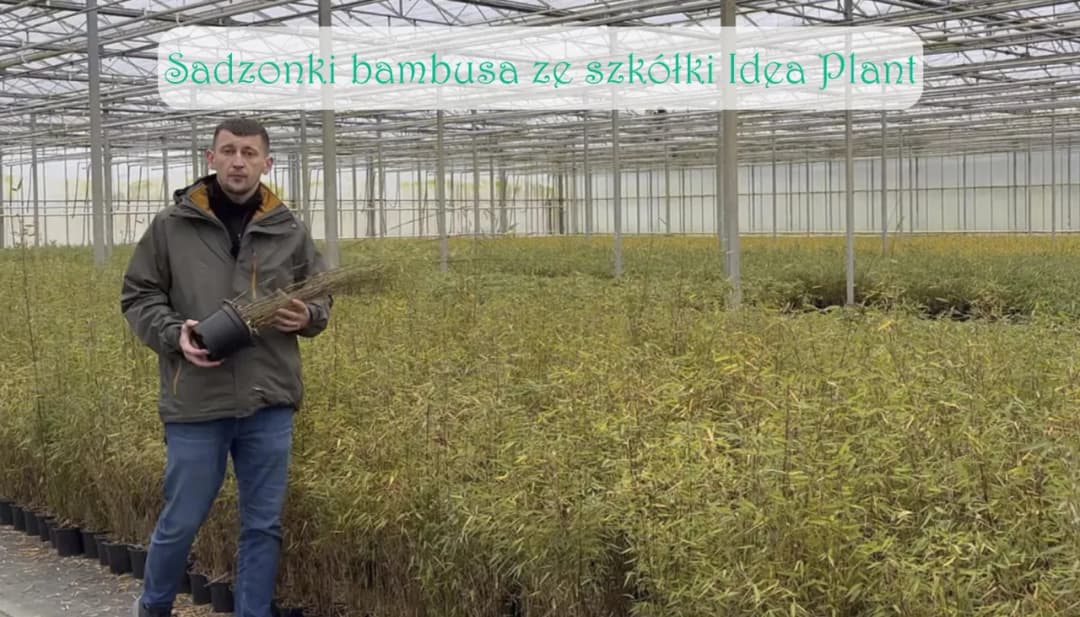 Jak sadzić bambusy w ogrodzie, by uniknąć najczęstszych błędów