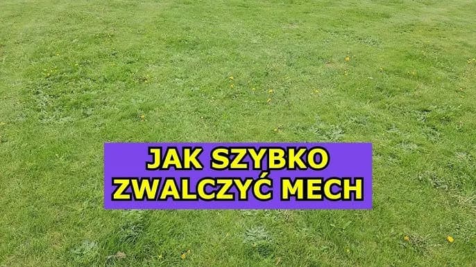 Jak pozbyć się mchu w ogrodzie: 10 skutecznych metod i porad