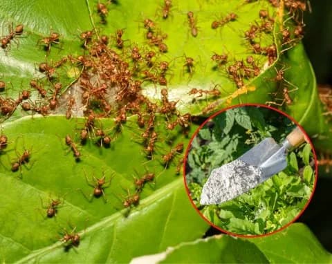 Jak pozbyć się mrówek w ogrodzie: 8 skutecznych metod zwalczania
