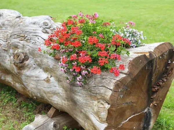 Jak wykorzystać pień drzewa w ogrodzie: 6 kreatywnych i praktycznych pomysłów